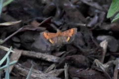 Pyrausta californicalis