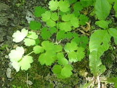 Thalictrum venulosum