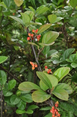 Viburnum suspensum