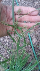 Cyperus thyrsiflorus