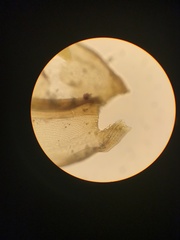 Racomitrium pacificum