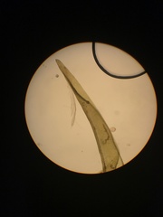Racomitrium pacificum