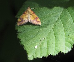 Pyrausta perrubralis