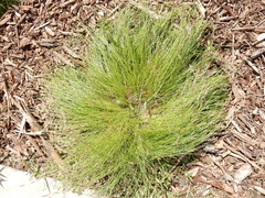 Eleocharis compressa