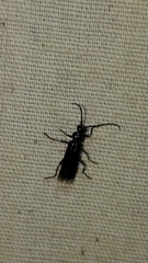 Cantharis tuberculata