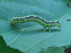 Xanthodes transversa