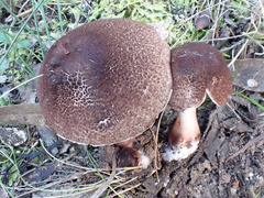 Lepiota haemorrhagica