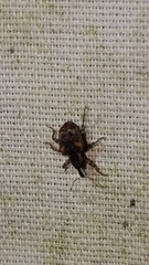 Conotrachelus anaglypticus