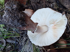 Lepiota haemorrhagica