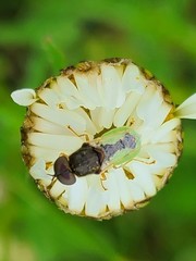 Hedriodiscus vertebratus