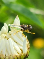 Hedriodiscus vertebratus
