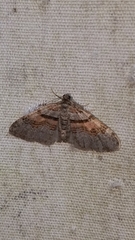 Xanthorhoe labradorensis