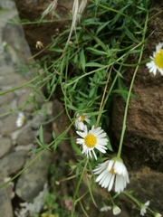 Erigeron karvinskianus