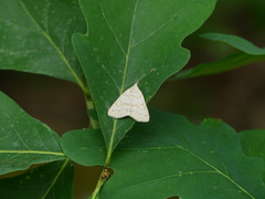 Chytolita morbidalis