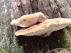 Postia pelliculosa
