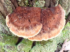 Postia pelliculosa