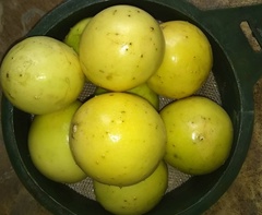 Passiflora edulis flavicarpa