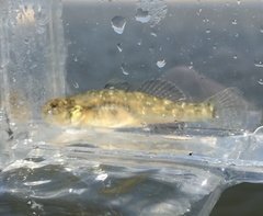 Eucyclogobius newberryi