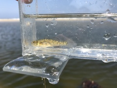 Eucyclogobius newberryi