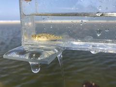 Eucyclogobius newberryi