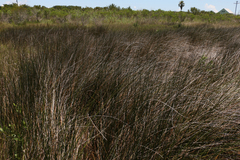Juncus roemerianus