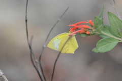 Abaeis mexicana