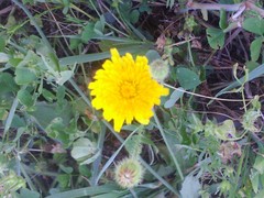 Crepis sancta