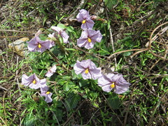 Lycianthes peduncularis
