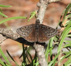 Erynnis telemachus