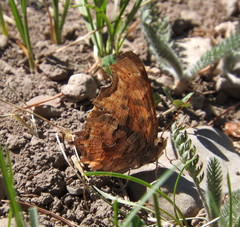 Polygonia satyrus