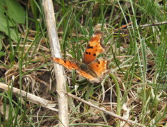 Polygonia satyrus