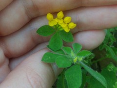 Lotus ornithopodioides