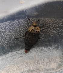 Thanatophilus lapponicus