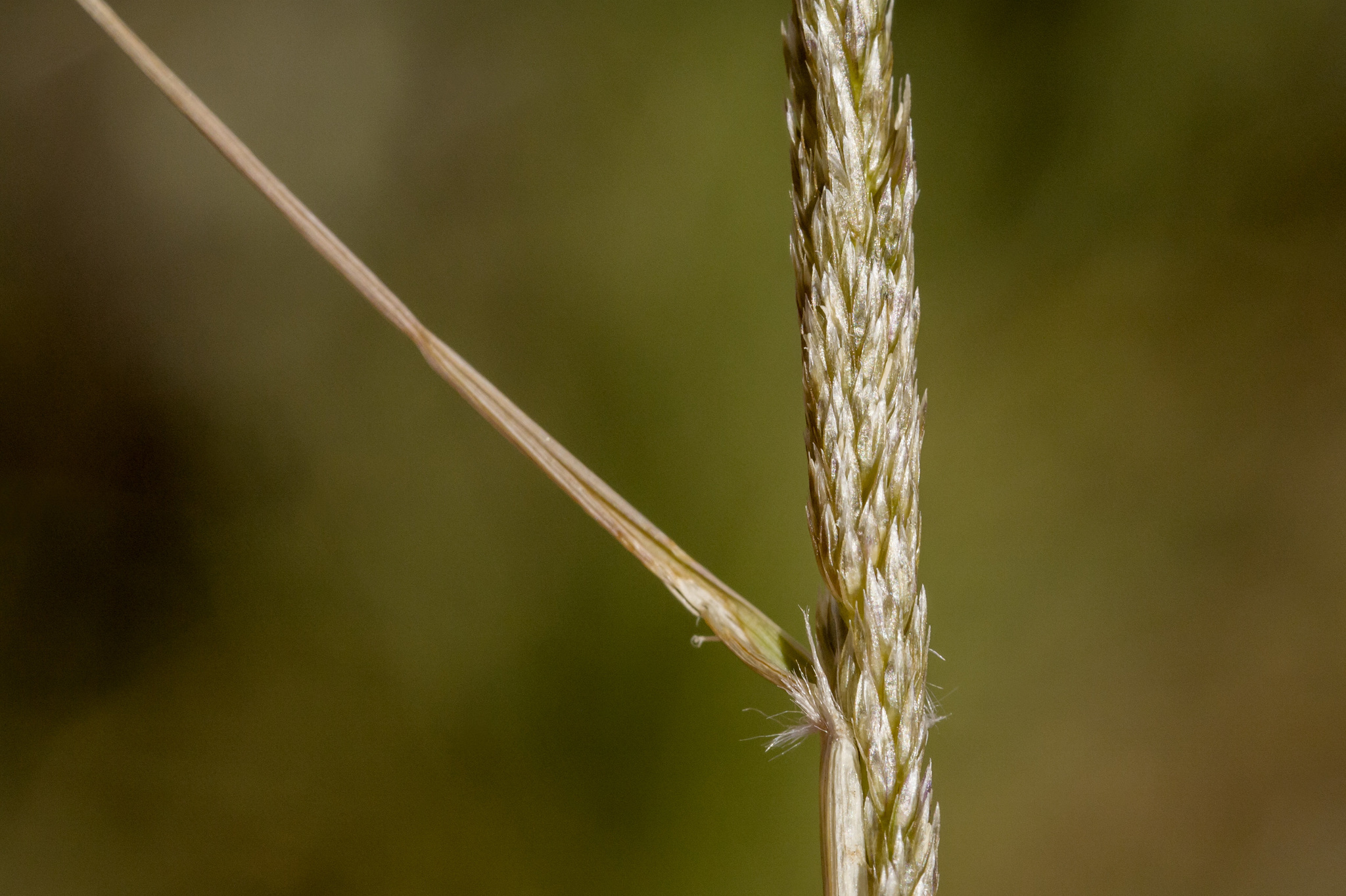 Sporobolus contractus