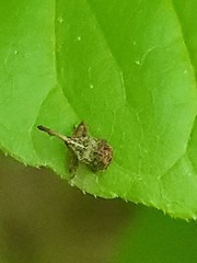 Anthonomus quadrigibbus