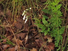 Penstemon arkansanus
