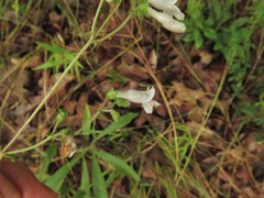 Penstemon arkansanus