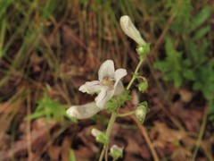 Penstemon arkansanus