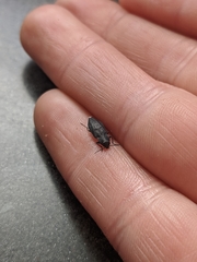 Melanophila acuminata