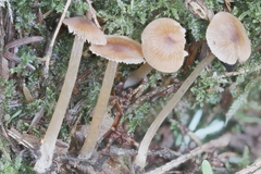 Entoloma cetratum