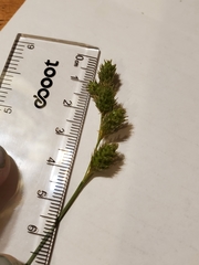 Carex alata