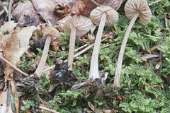 Entoloma cetratum