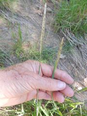 Bothriochloa torreyana