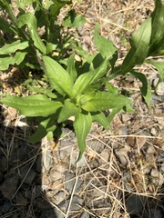 Erigeron annuus