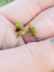 Carex suberecta