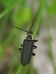 Atalantycha dentigera