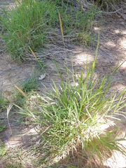 Bothriochloa torreyana