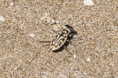 Habroscelimorpha dorsalis