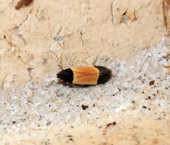 Anacampsis coverdalella