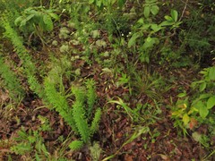 Festuca paradoxa